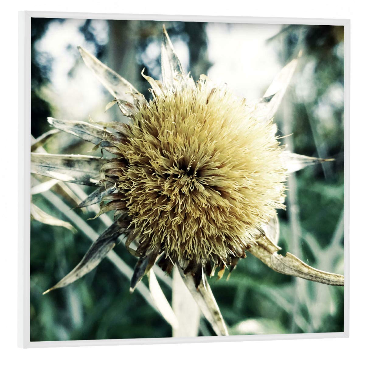 artboxONE Poster mit weißem Rahmen 30x30 cm Natur Pale Thistle - Bild distel Blume Botanical