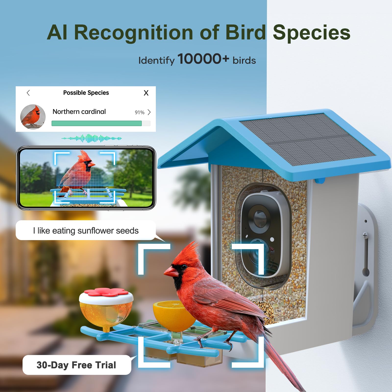 Mangiatoia Intelligente Per Uccelli Con Telecamera Solare 1080P | Riconoscimento AI Di 10.000 Specie, Visione Notturna - 2