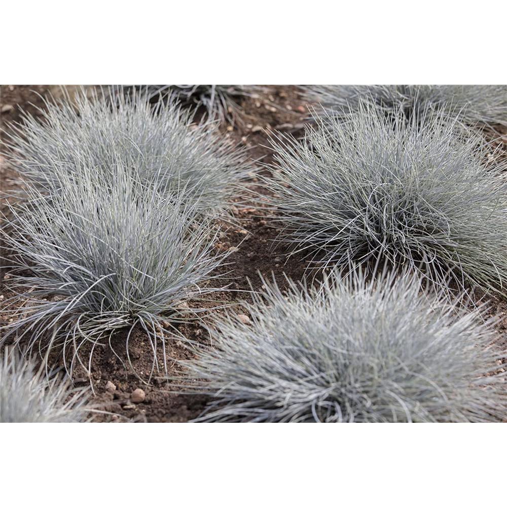 Festuca Glauca 'Eisvogel' (Blauschwingel) – Wintergrüne Ziergras Im 11 Cm Topf, Gärtnerqualität