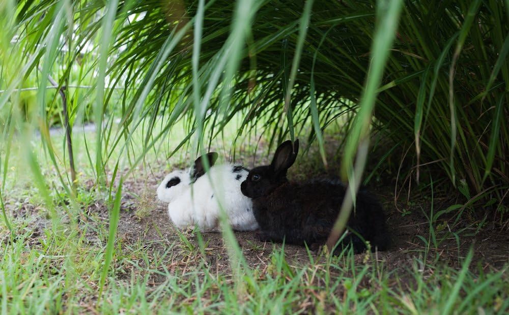 70% Off Everything Rokinon 35mm F1.4 AS UMC Wide Angle Cine Lens for Sony E-Mount (NEX) (RK35M-E)