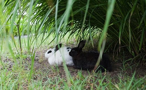 Miniatura 2 de Rokinon Lente de cine gran angular F14 AS UMC de 1378in para Sony E-Mount NEX RK35M-E