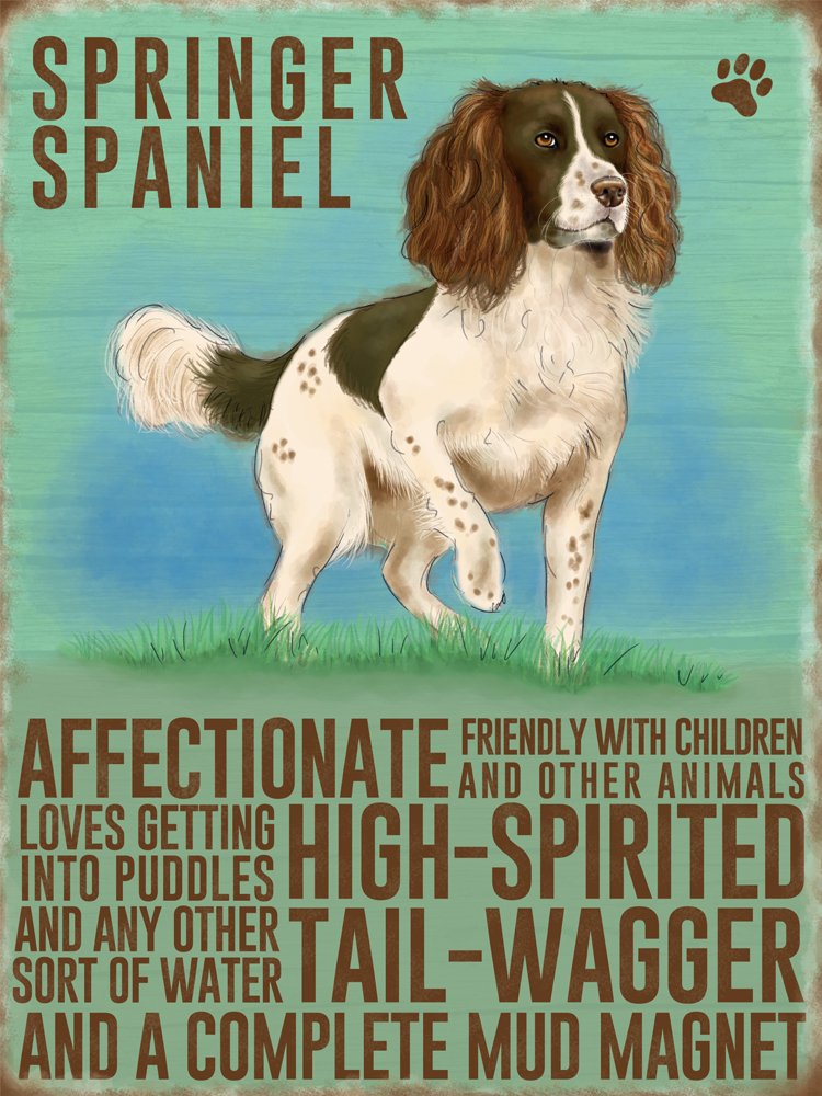 Fridge Magnet - Springer Spaniel Dog