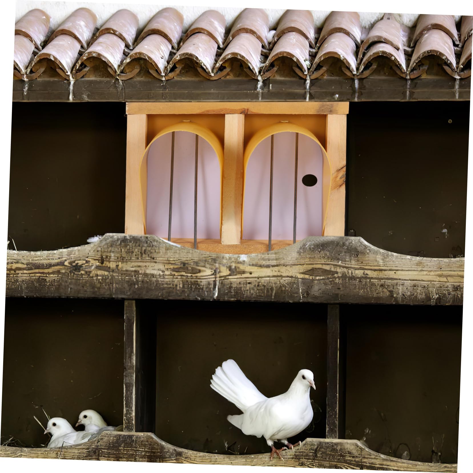 YARNOW Porte De Nichoir pour Pigeons Voyageurs - Entrée Large Accessoire pour Oiseaux De Compagnie Design Européen