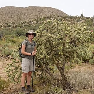 Chain Fruit Cholla Cactus (Cylindropuntia fulgida mamillata) - Live Plant Cutting - Easiest to Root - Pet Super Food