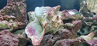 Review Image by Cliff C Cliff C