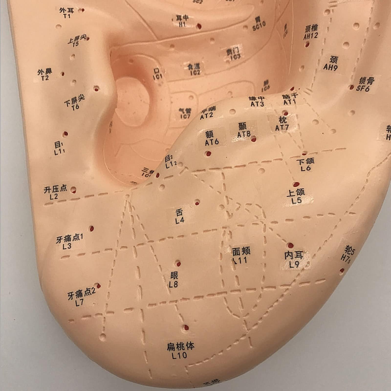 Modello di massaggio auricolare e agopuntura di grandi dimensioni da 40 cm, modello di agopuntura dell'orecchio in PVC per dimostrazione in aula medica, insegnamento della medicina tradizionale cinese