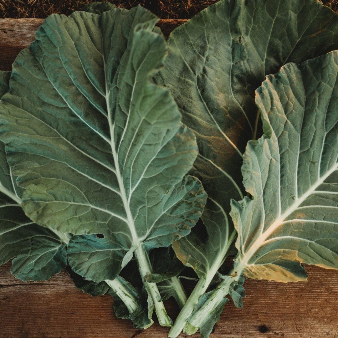 Amazon.com : Morris Heading Collards - 100 Seeds - Tender