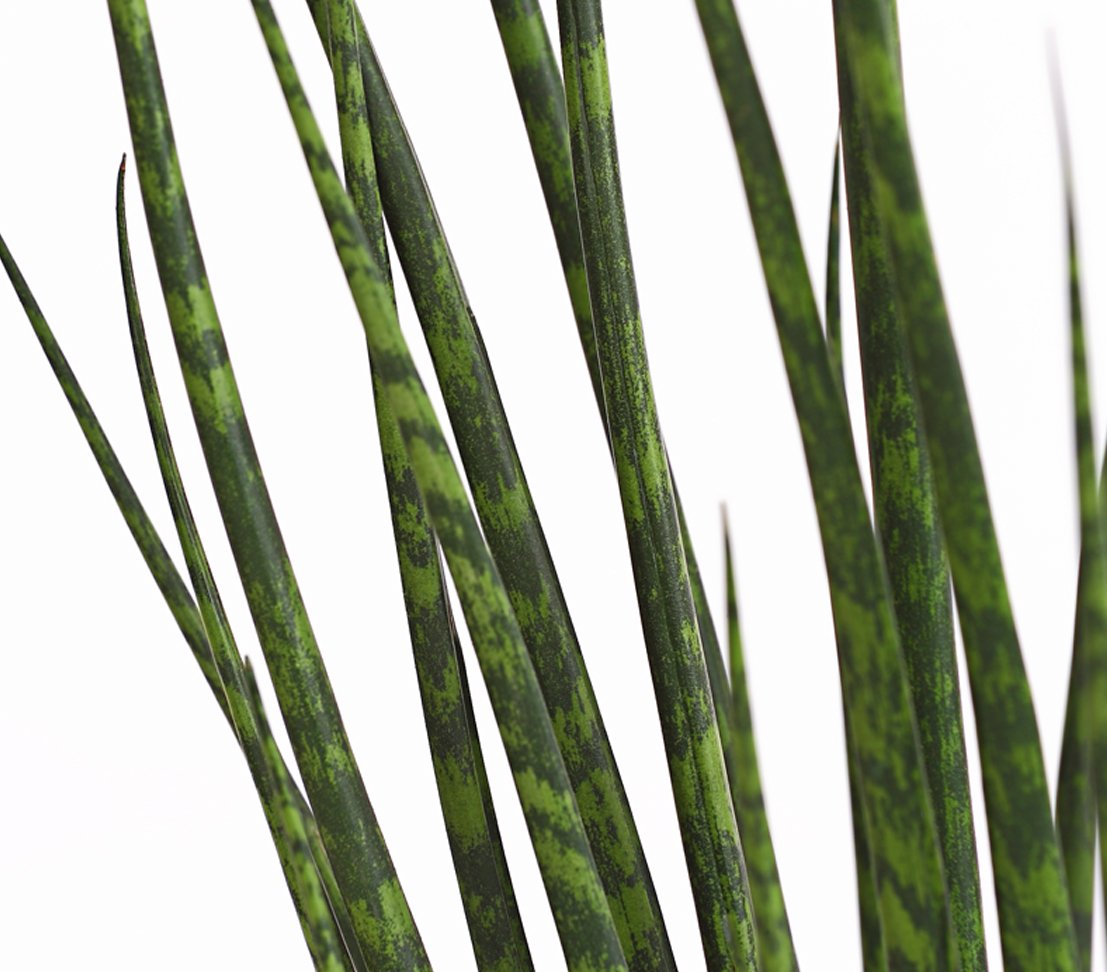 Dehner Bogenhanf Mikado, mehrtriebig, ca. 70-80 cm, Ø Topf 18 cm