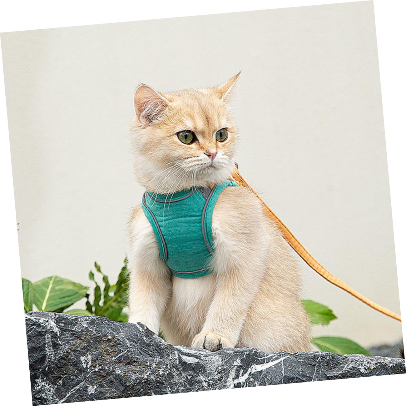Beavorty 3sätze Cat Adjustable Mit Reflektierendem Design Und Stabiler Für Sicheren Spaziergang Und Ausflüge Mit Katzen