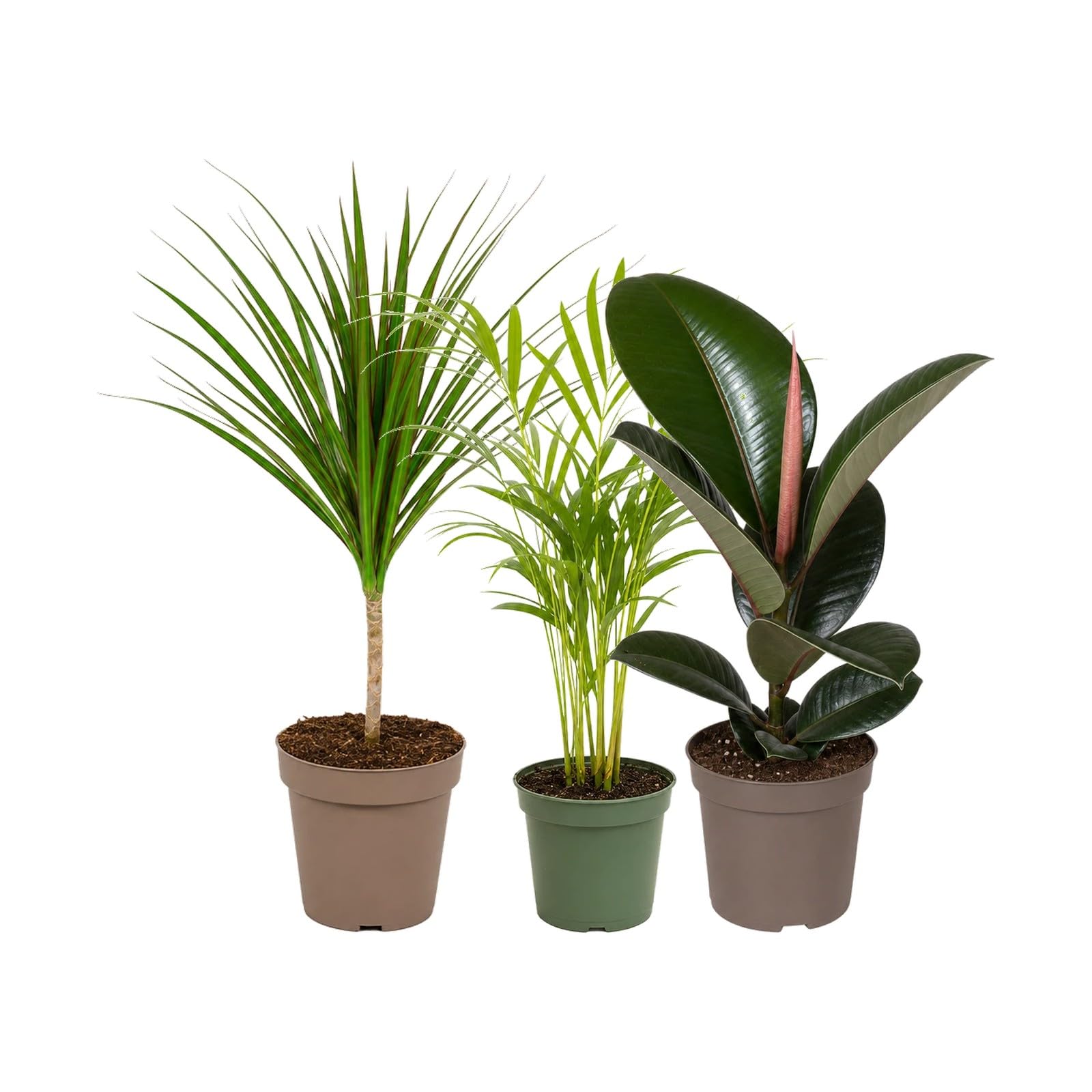 Pack 3 Plantas Naturales DECOALIVE: Drácena, Palma Areca y Árbol del Caucho