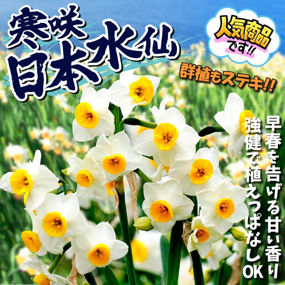 Amazon.co.jp: スイセン 球根 芳香水仙 寒咲日本水仙 100球 大量販売