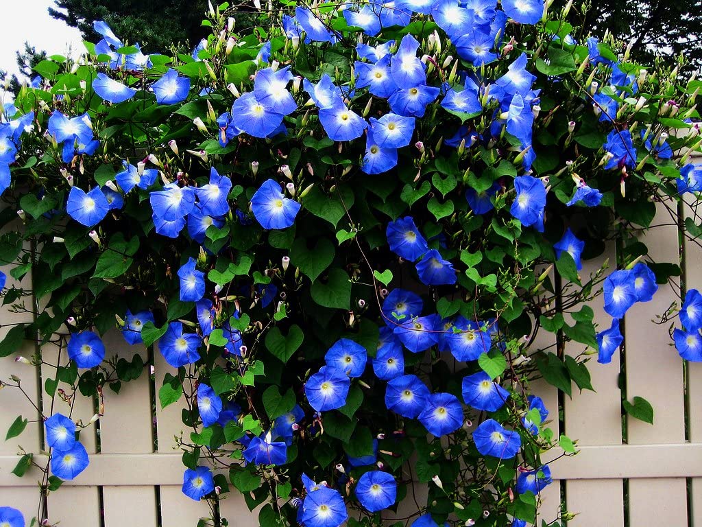 Deep Blue Morning Glory Ipomoea Purpurea Flower Seeds - 20 Seeds Home Garden Eco Pack (B09ST3BPD6) Amazon Price History, Amazon Price Tracker