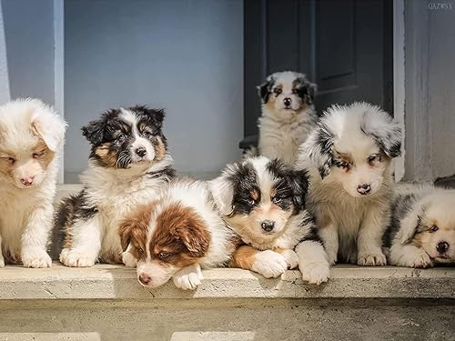 QAZWSX Diamond Art - Kit de pintura de puntos de diamante australianos para cachorros de pastor australiano 5D diseño de puntos de diamante cristal