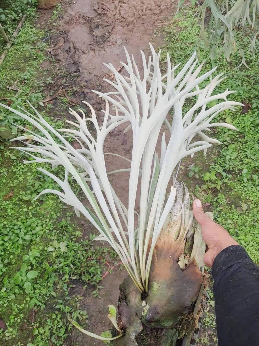 bizen pot 3鉢セット りとまんコラボ東雲カラー りとまんコラボ 陶器鉢