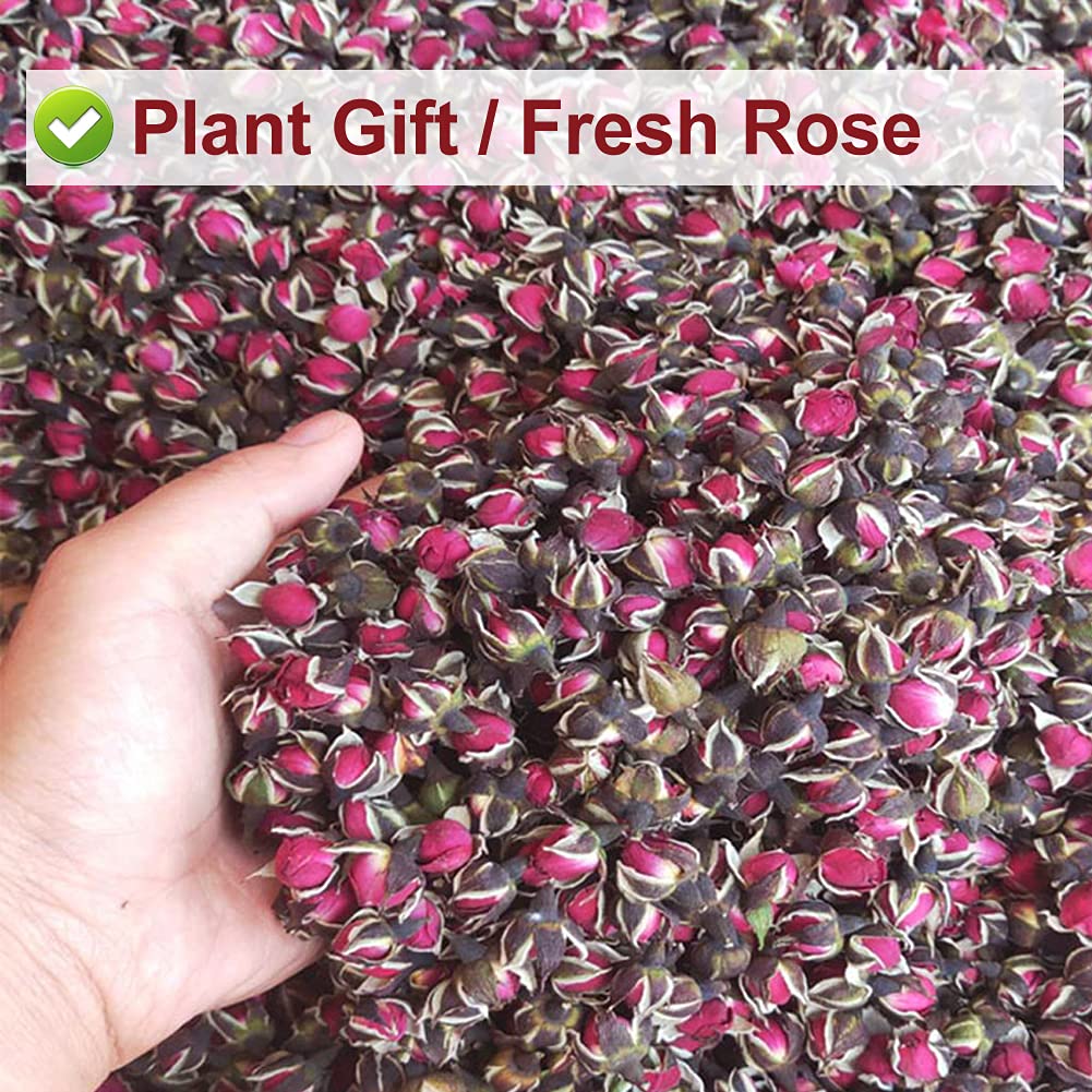 PlantGift Dried Rose Buds 50G/1.76oz Golden Edged Phnom Penh Rose Edible Tea, Fragrant Dried Flowers for Tea, Baking, Crafting, Soap Making, Resin, Potpourri
