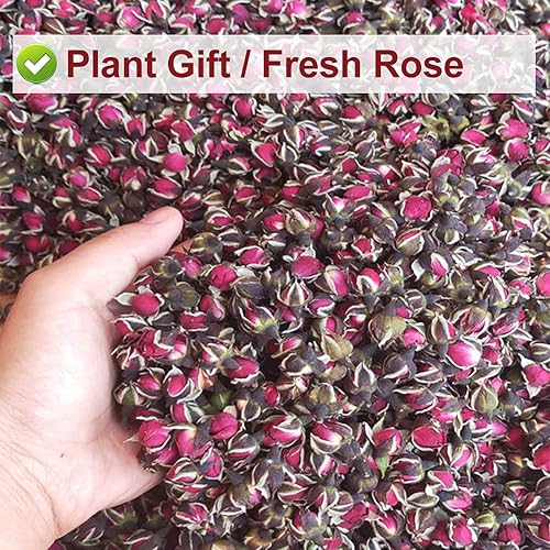 Miniatura 2 de PlantGift - Té comestible de rosas secas 1.76 oz/1.76 onzas, con bordes dorados, flores secas fragantes para té, hornear, manualidades, fabricación
