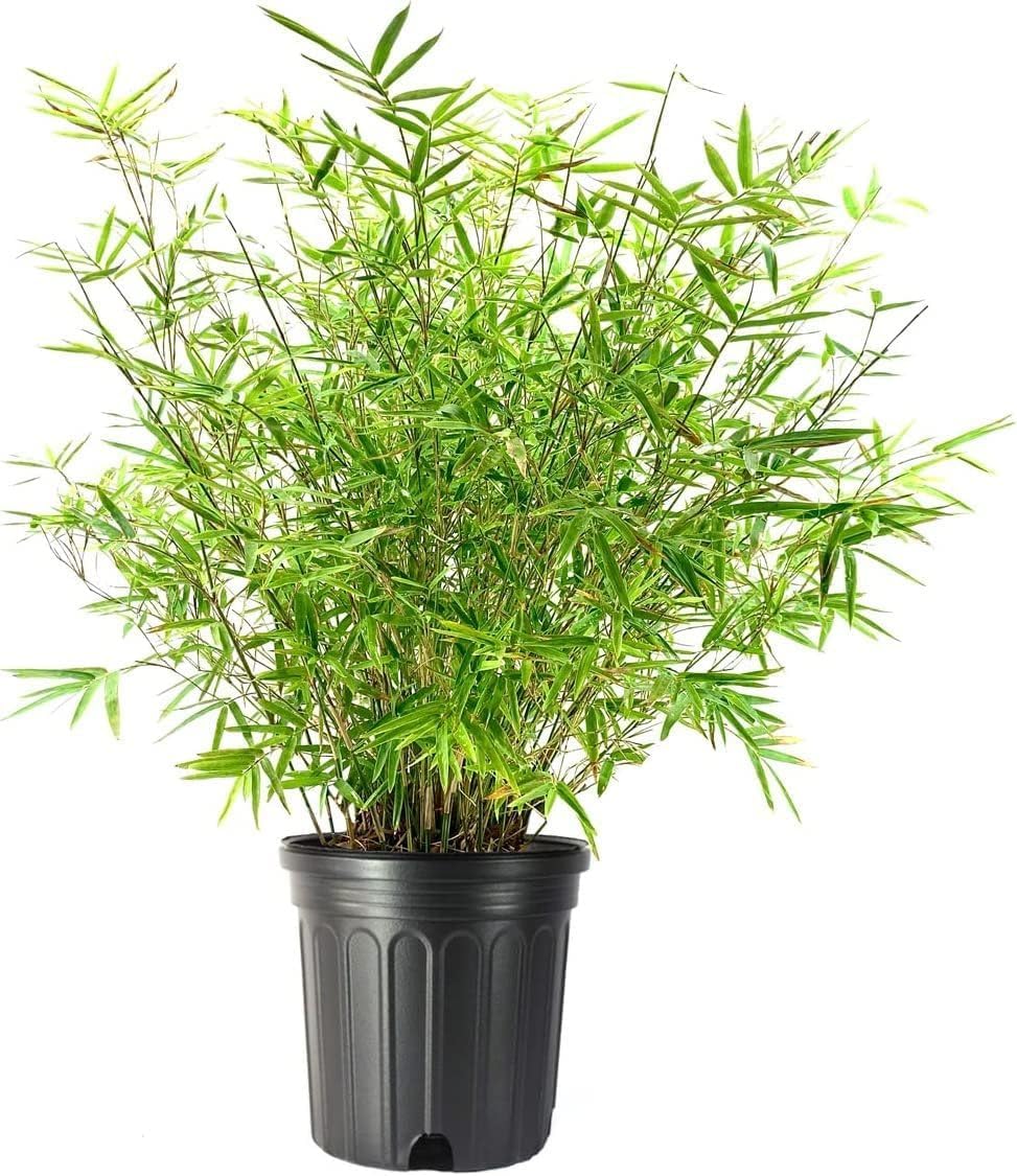 Golden Hedge Bamboo | 3 Extra Large Trade 3 Gallon Plants | Bambusa Multiplex | Clumping Non-Invasive Screening Live Bamboo