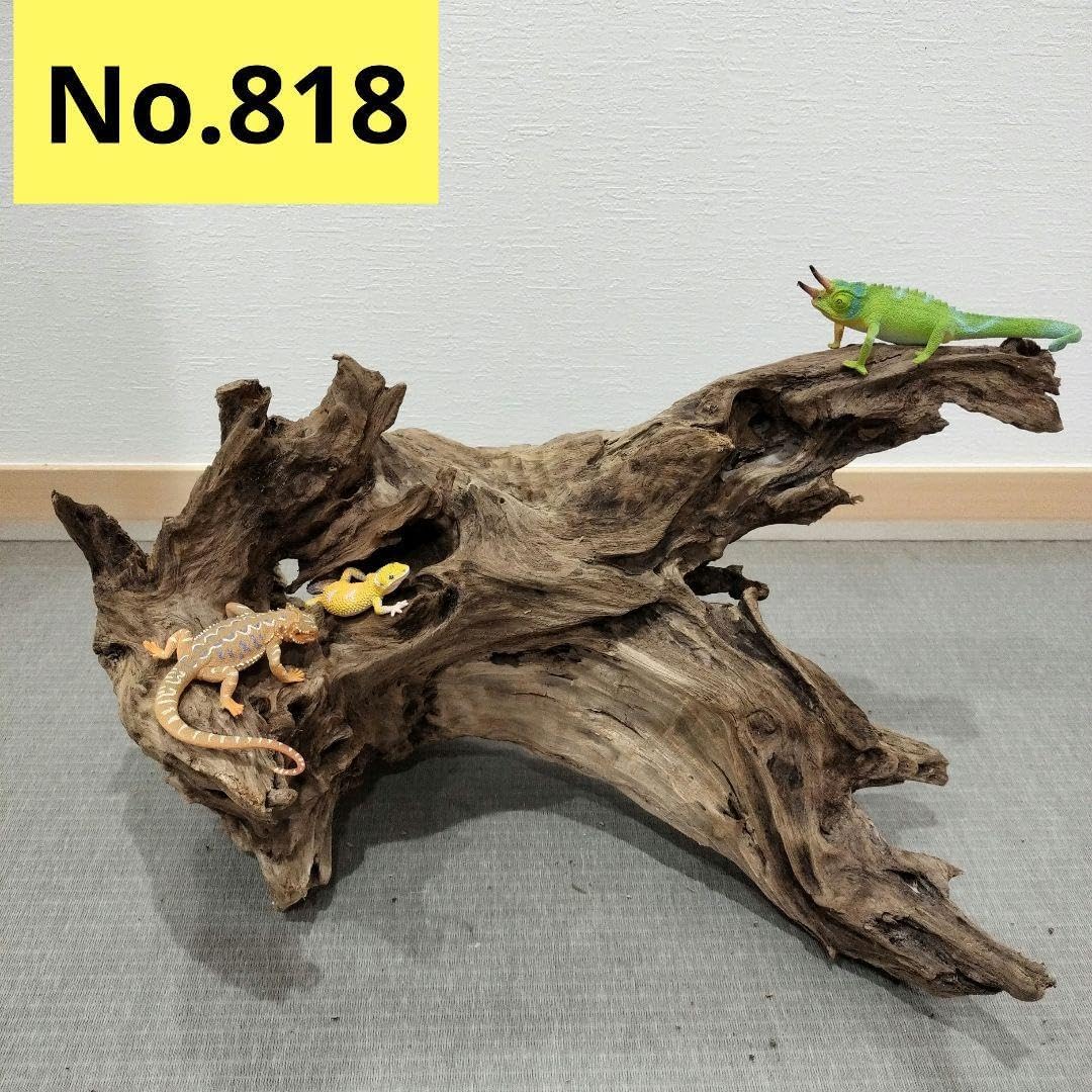 No.818K】 シェルター流木 爬虫類レイアウトインテリアエアープランツ