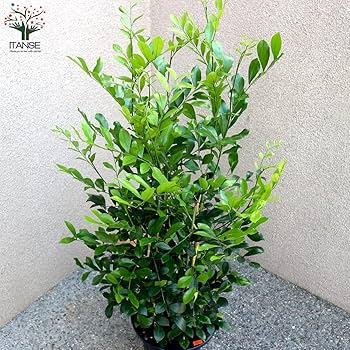 Amazon｜ITANSE シルクジャスミン8号Lサイズ 品種で選べる観葉