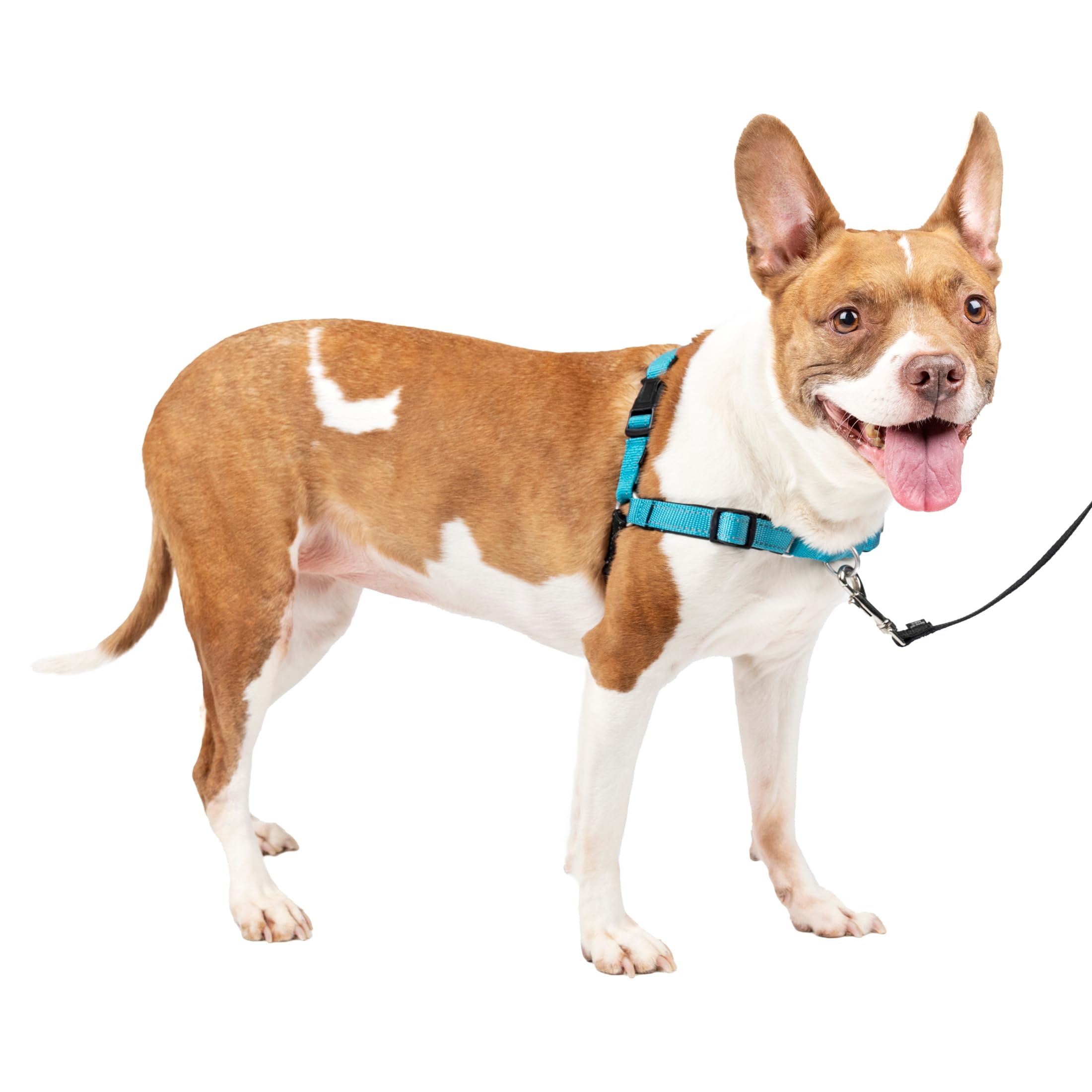 Harnais de marche sans traction PetSafe pour éduquer votre chien M