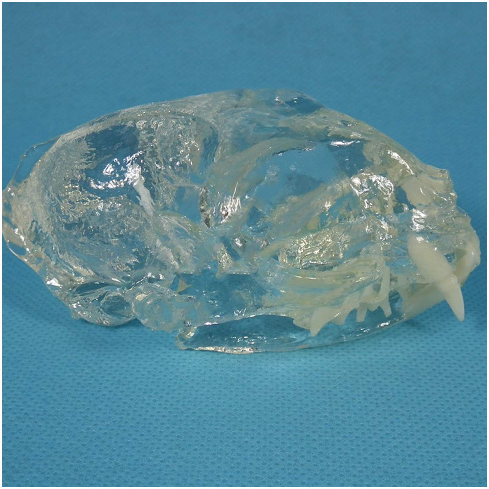 Teaching Skeleton Model, Cat Skull Skeleton Model Animal Teeth Model Realistic Lifelike Transparent Cat Skull Replica Lab Teaching Skeleton Model Collectibles Props