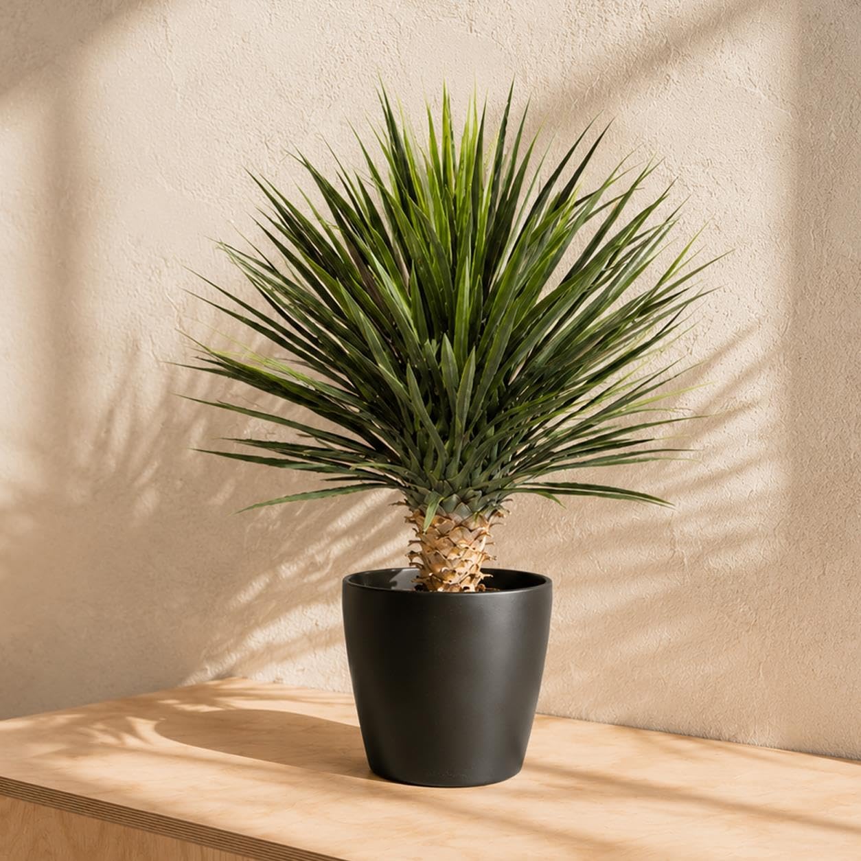Botanik 75Cm Dracaena Plant Leaf Design Uk Artificial Yukka Tropical House Plant
