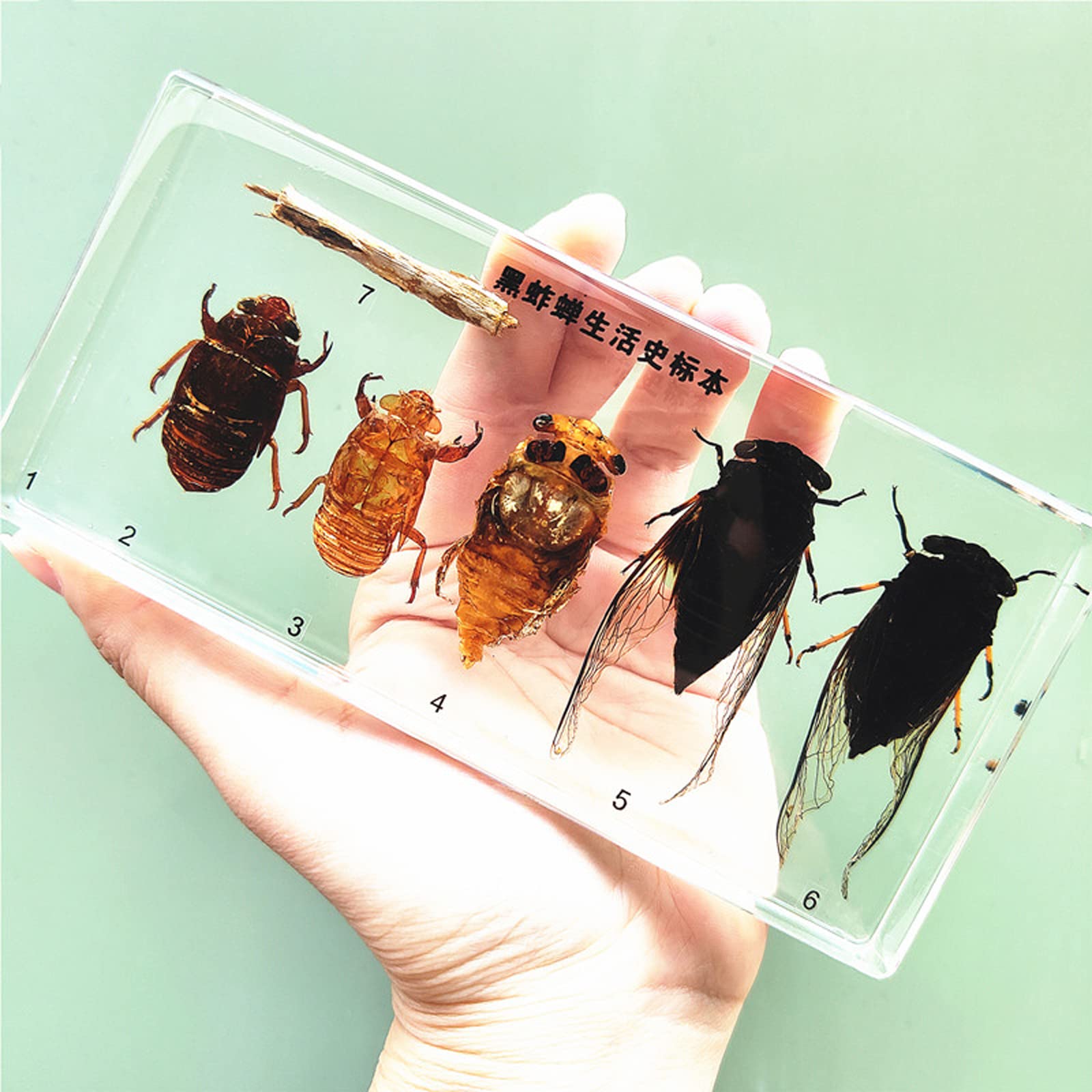 Amazon.co.jp: 昆虫標本、生物学教育昆虫埋め込み標本、理科教室剥製 Amazon.co.jp: 昆虫標本、生物学教育昆虫埋め込み標本、理科教室剥製