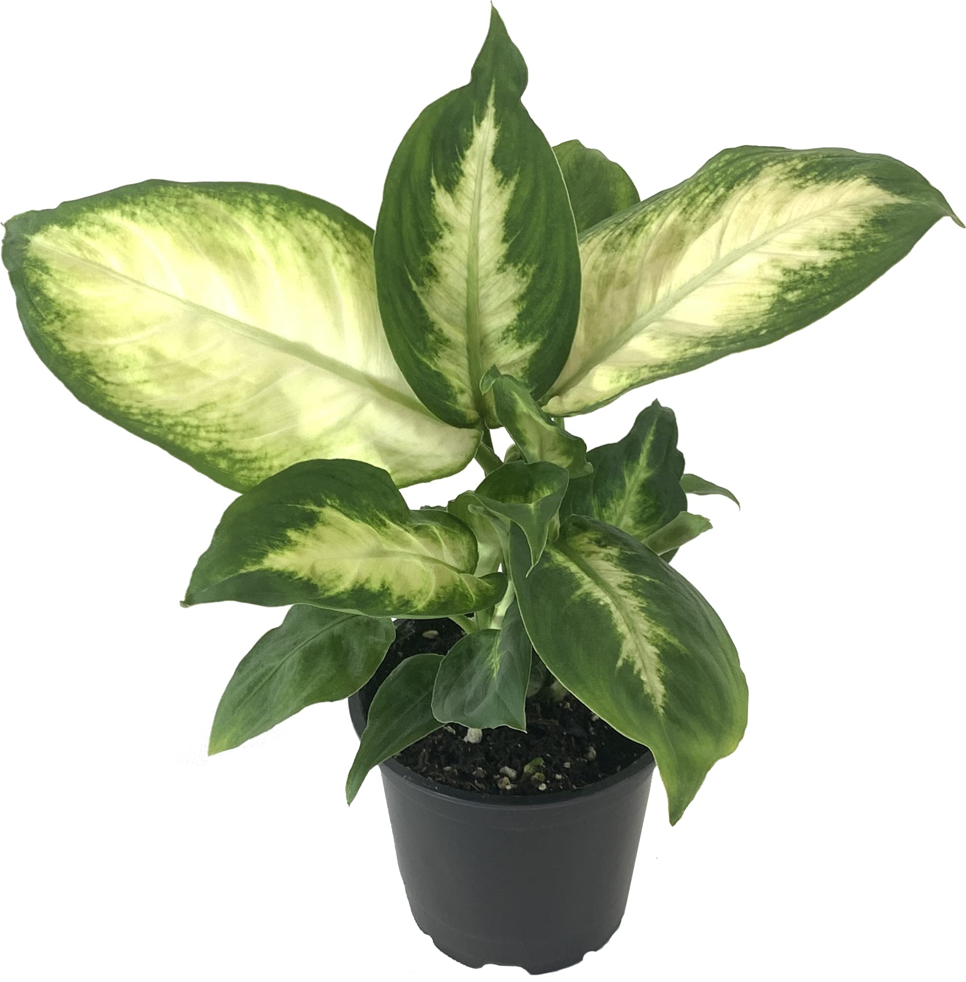 Dumb Cane ubicaciondepersonas.cdmx.gob.mx