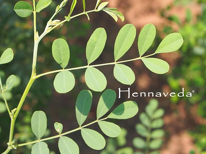 Hennaveda Polvo de Indigo para Cabello con Brocha, Guantes y Gorro, 100g miniatura 5