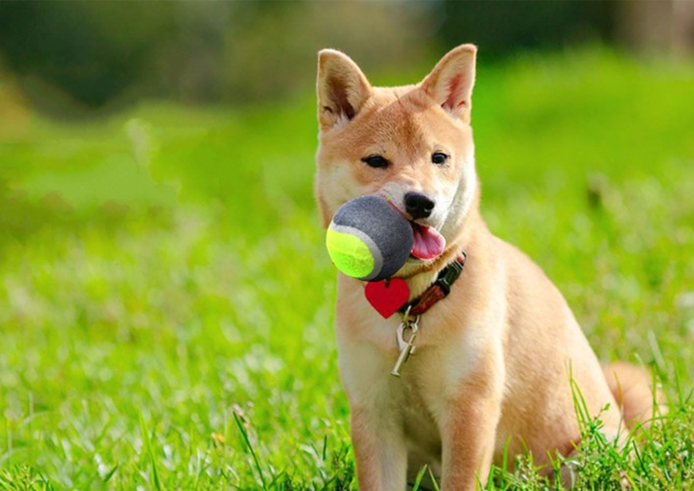 Dog tennis ball thrower toy Small,Pack of 6 pc Amazon.co.uk Pet Supplies