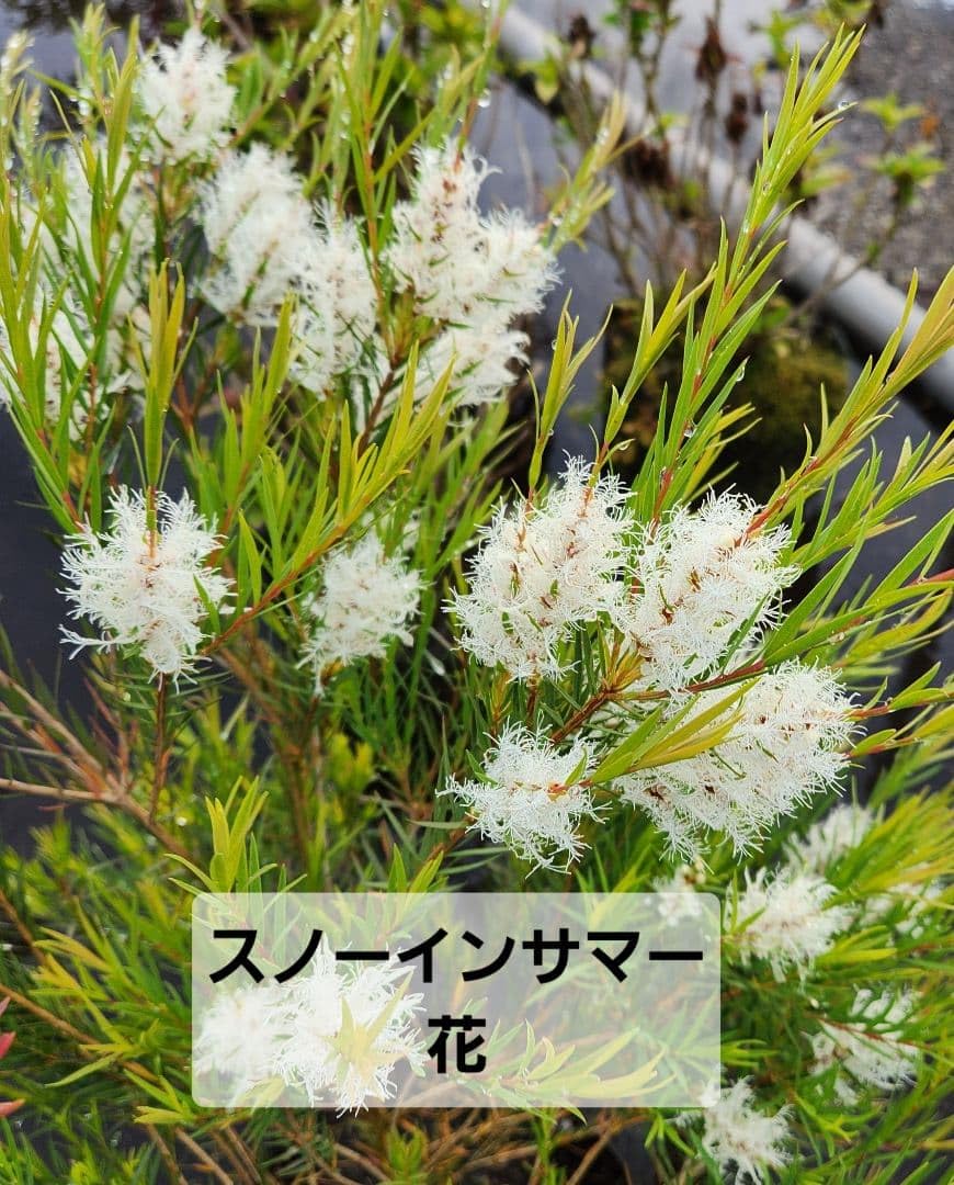 Amazon｜メラレウカ スノーインサマー｜観葉植物 オンライン通販