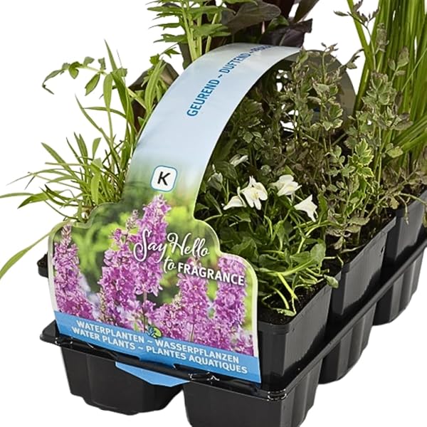 IFLO® Teichpflanzen Set 6 Stück winterhart für Gartenteich & Miniteich – blühende Wasserpflanzen aus Holland – Sumpfpflanzen Zone 1 & 2 - 1