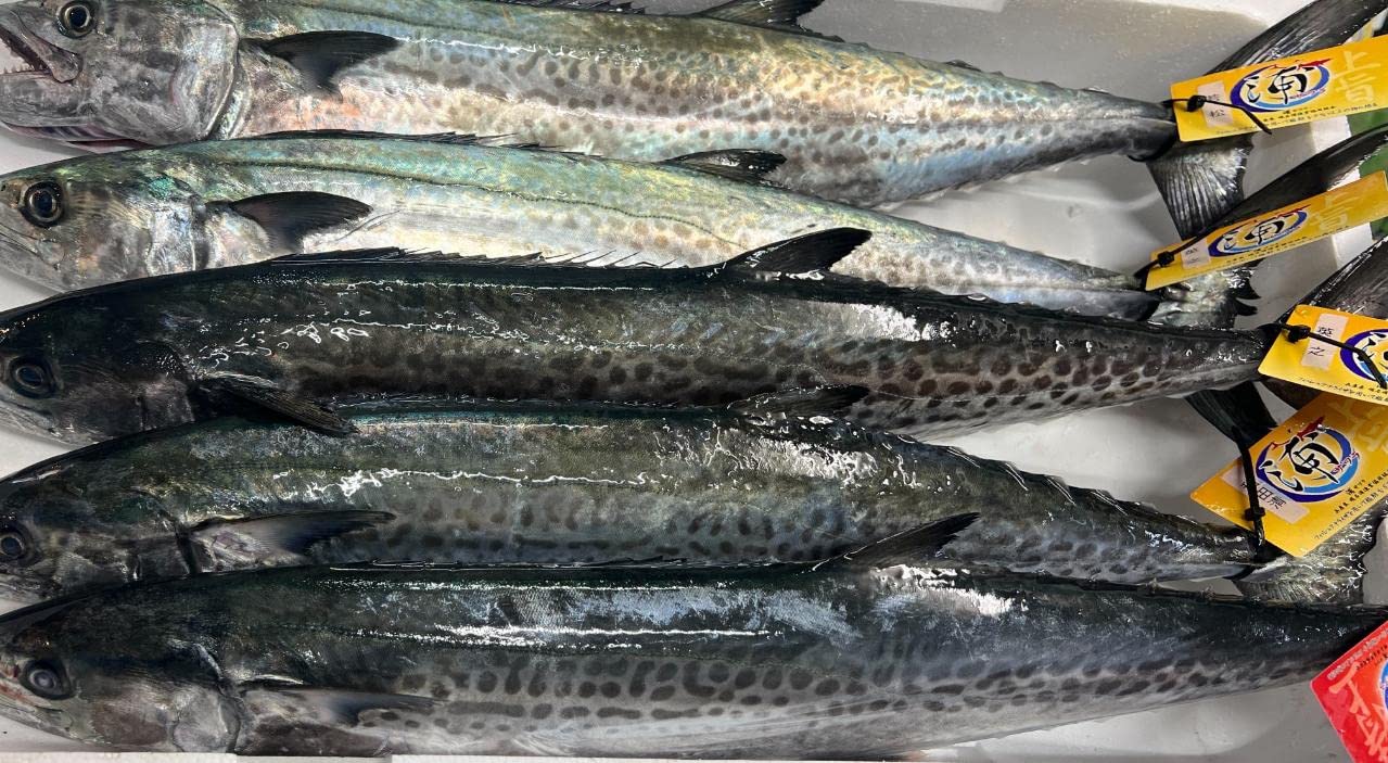 1本鰆【天然サワラ】2〜2.5キロ 【公式通販】