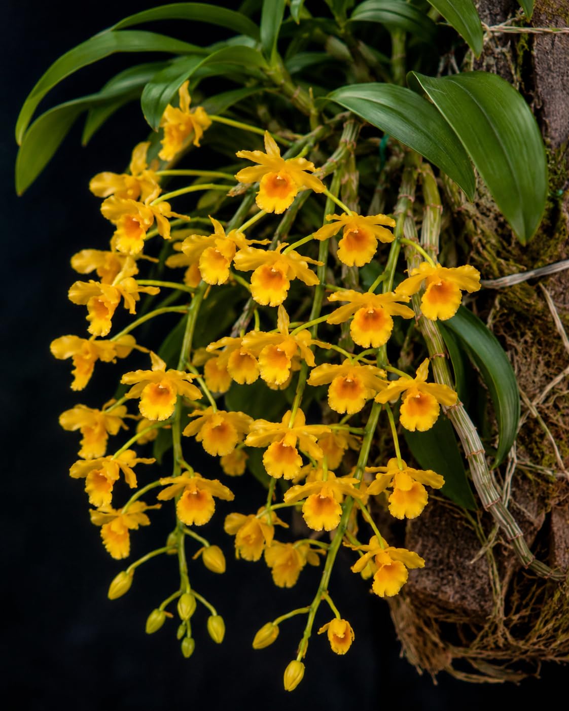 Dendrobium chrysotoxum, Golden Bow Dendrobium – Blühstarke Pflanze | Goldgelbe Blüten Orangener Schlund | Honigduft | Südostasien | Klassische Sammlerorchidee