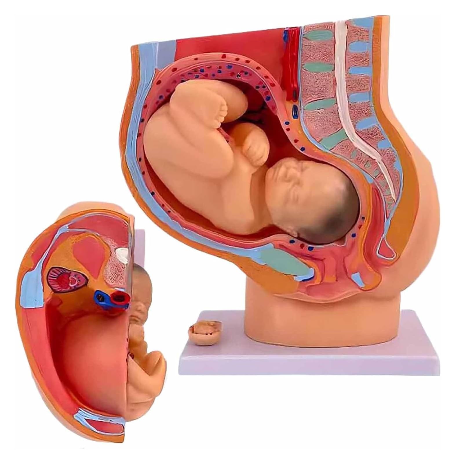 Modèle d'anatomie de grossesse pour cabinet de sage-femme