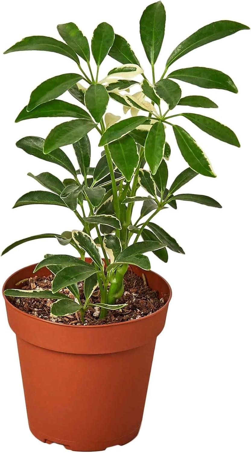 Schefflera Moonlight Live Plant for Indoor | Different Houseplants in 4'' & 6'' Pot | Real House Plant for Living Room, Office, Desk & Bathroom | Dwarf Umbrella Tree