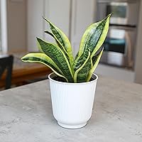 Vista 9 de Planta de serpiente viva con maceta blanca decorativa, Sansevieria Trifasciata Superba, planta de interior enraizada completamente, planta de lengua