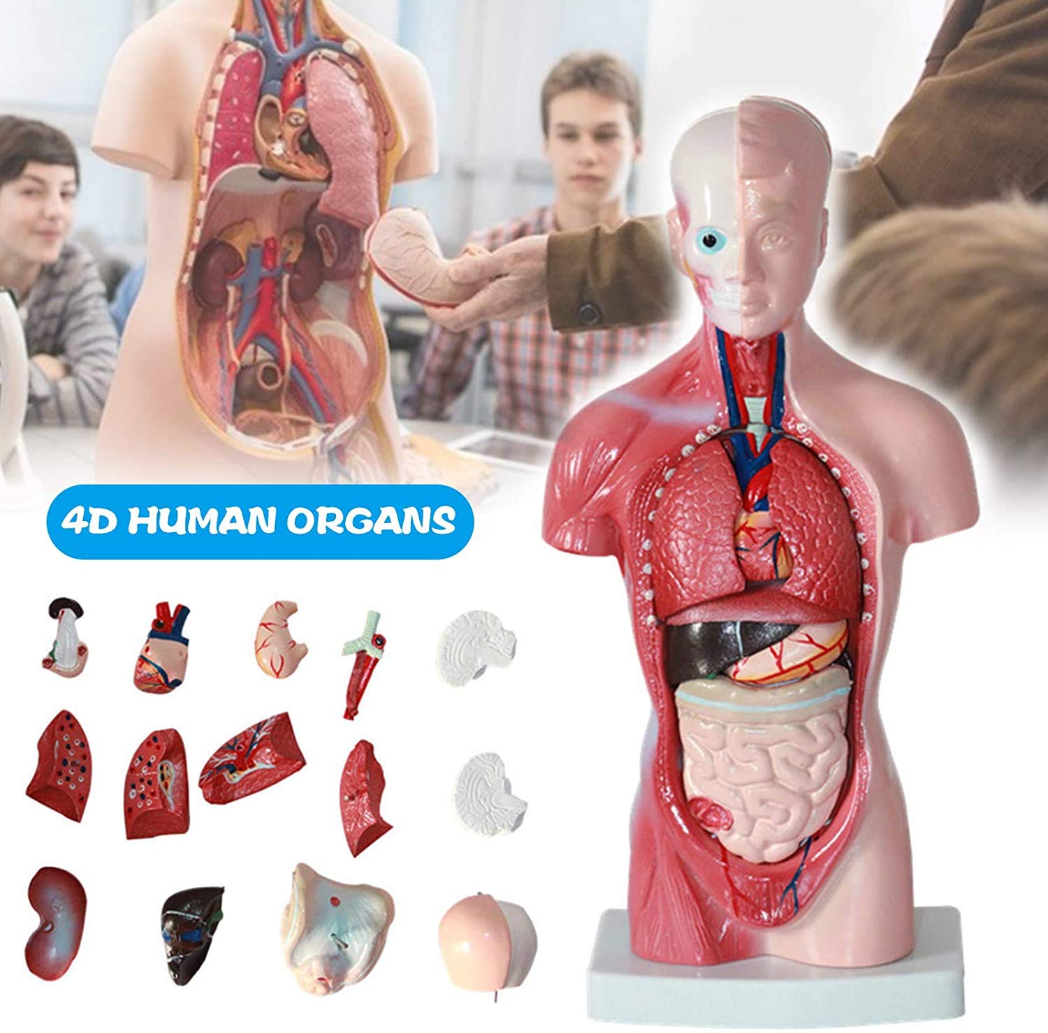 Xiaoxu Plantilla de Torso Humano, Modelo anatómico del Cuerpo Humano, Modelo de ensamblaje anatómico 4D de órganos Humanos para la enseñanza Escolar,