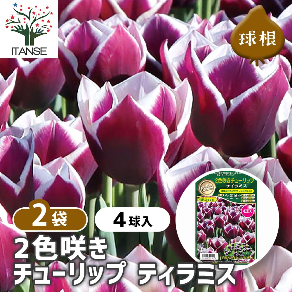 題名　チューリップ カラーメゾチント Amazon.co.jp: ITANSE 花球根 2色咲き チューリップ ティラミス