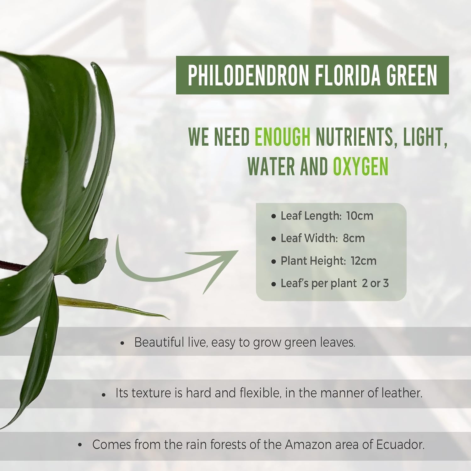 LEAL PLANTS ECUADOR Philodendron Florida Green (Pack of 2)| Exotic Low-Maintenance Houseplant | Perfect for Living Rooms & Indoors | Lush Live Philodendron Plants | Florida Green Indoor Houseplant