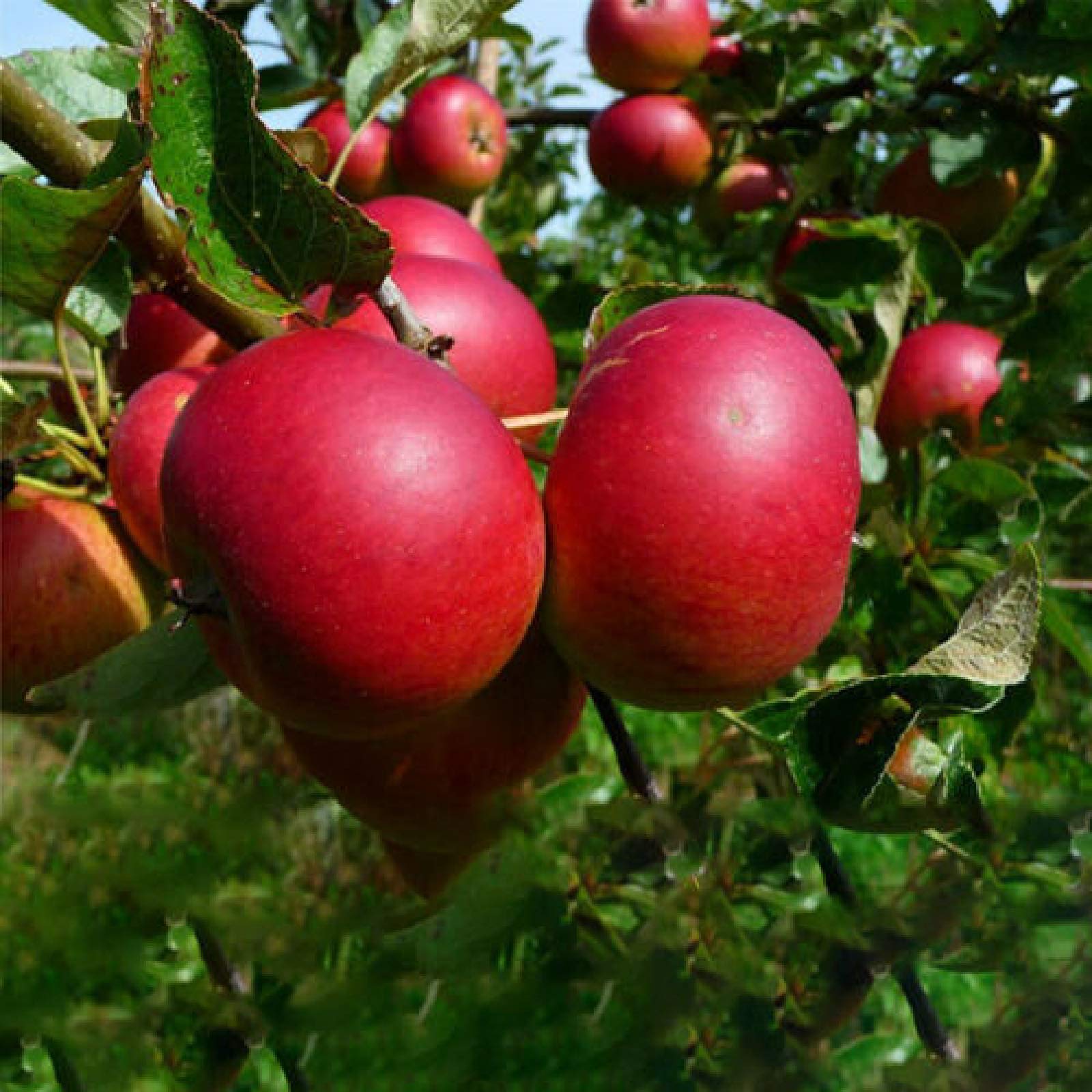 Amazon.com : zellajake 30+ Pcs Red-Fleshed Apple Seeds Red