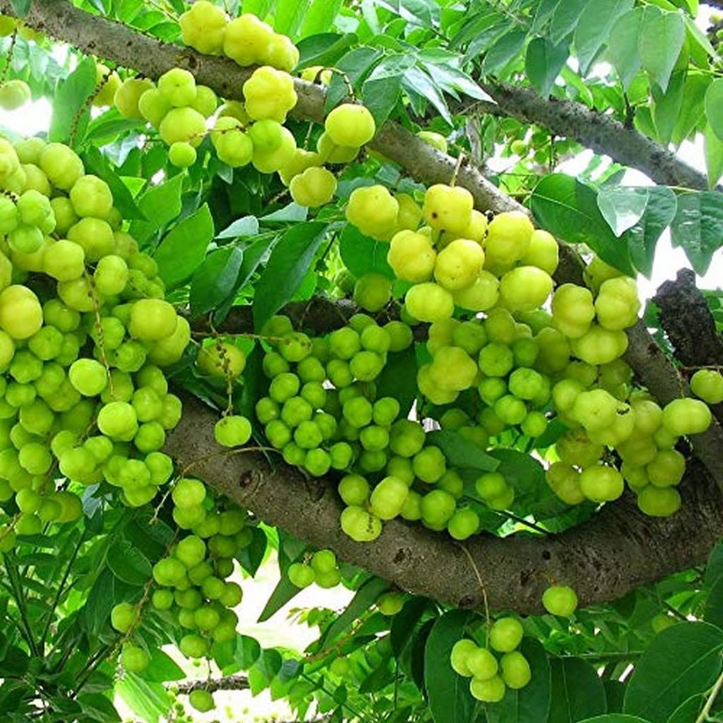 OhhSome Amla (small size fruit) Rai amla, Indian Goosberry, Phyllanthus acidus Plant