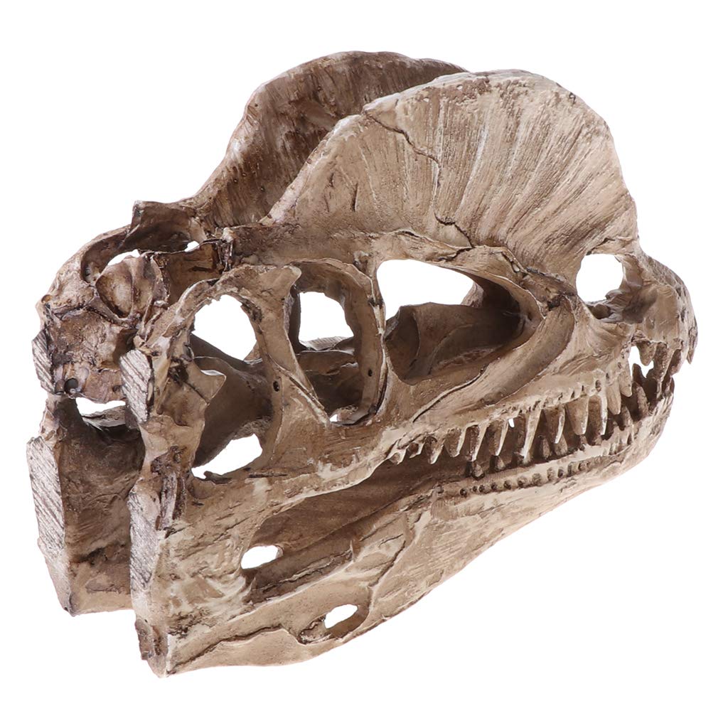 Teschio dinosauro Dilofosauro in resina artigianale