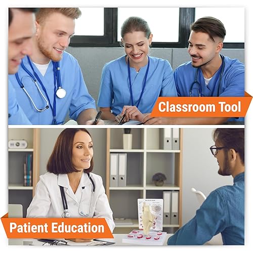 Vista 8 de Modelo anatómico de huesos y articulaciones de pie y tobillo