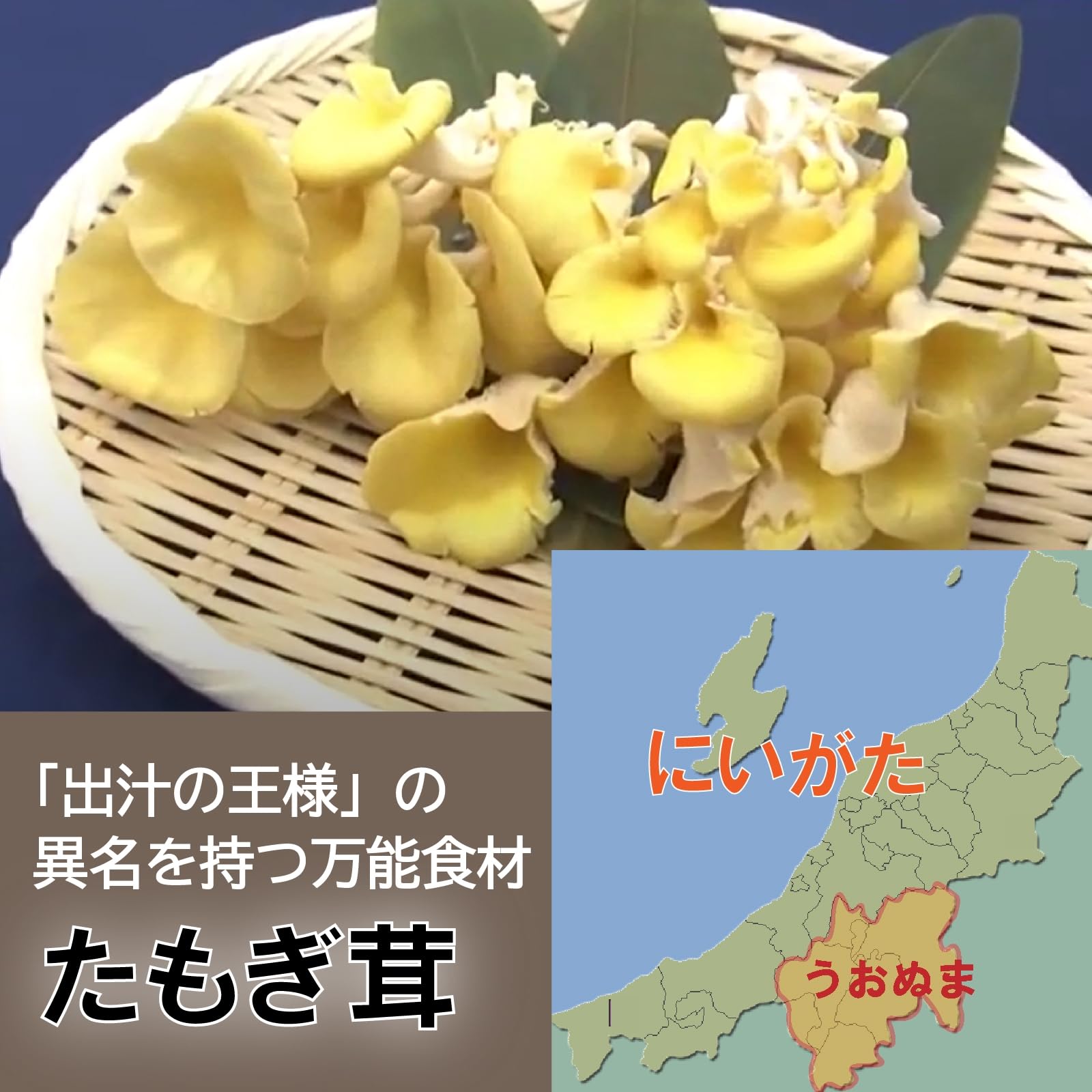 Amazon.co.jp: 幸せの黄色い スーパーきのこ「(生)たもぎ茸」約500g