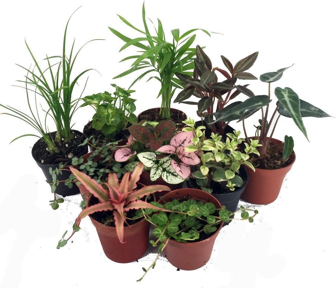 Terrarium & Fairy Garden Plants - 10 Plants in 2 pots