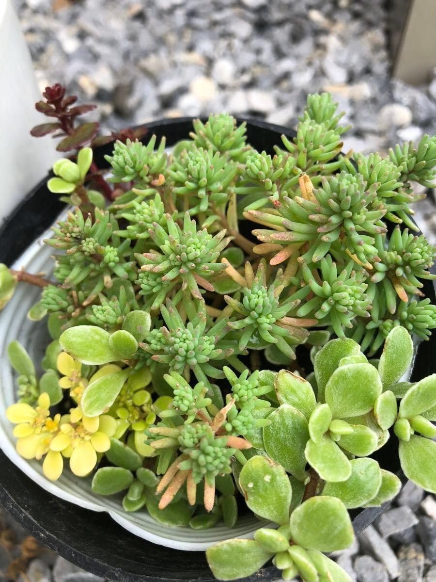 Amazon｜多肉植物 セダム 寄せ植え 4種 抜き苗（苗と土）写真の
