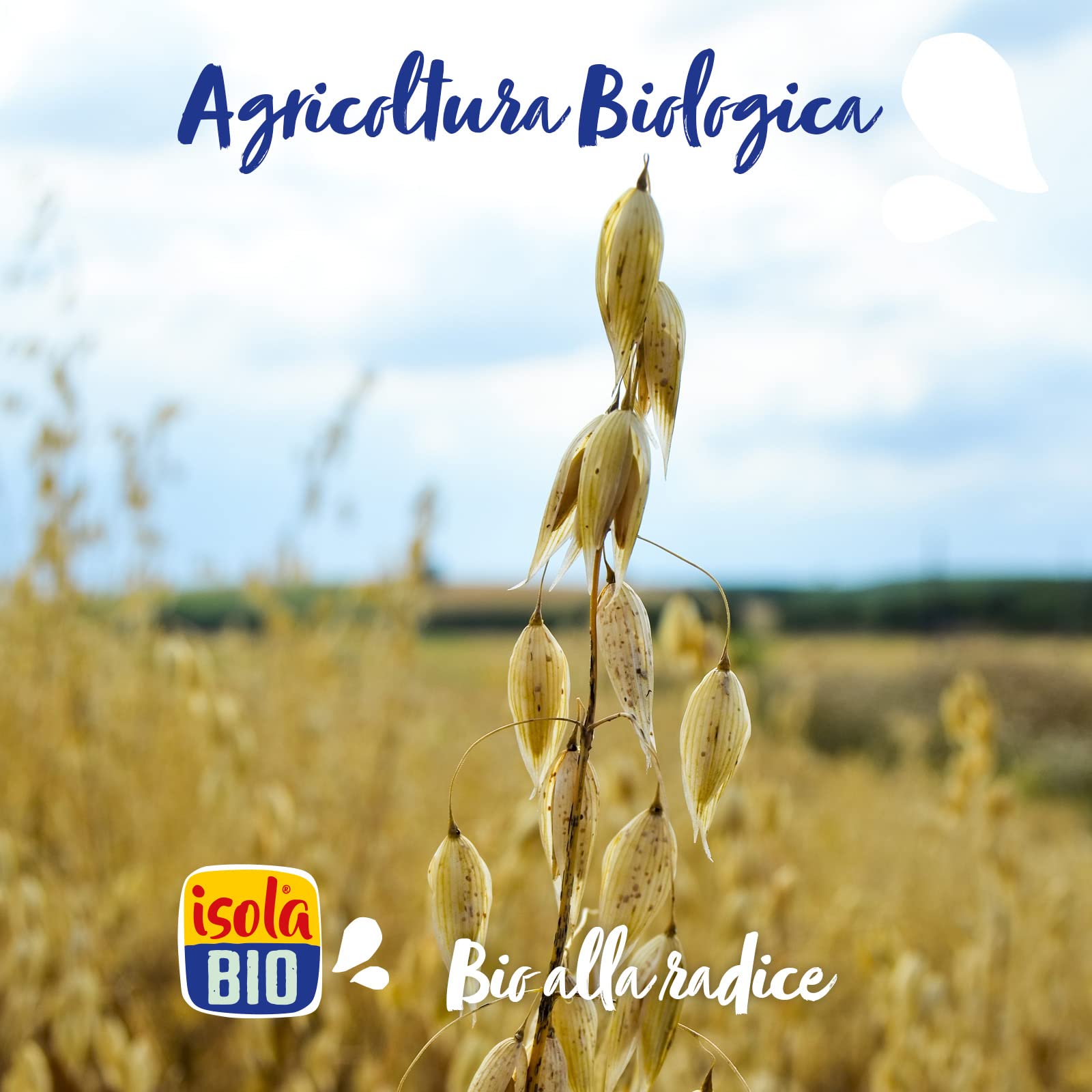 Isola Bio Muesli Proteico Biologico con Semi e Uvetta, Ricco di Fibre e Proteine, 100% Ingredienti Naturali, Senza Zuccheri Aggiunti, per Vegani e Vegetariani, Formato 375 gr - 5