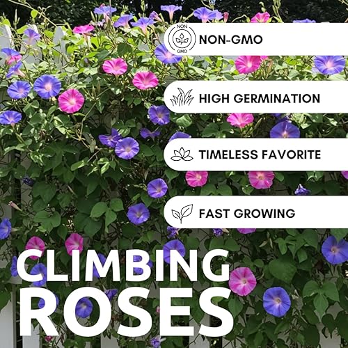 Morning Glory (Kikyo-Zaki Mix) Semillas trepadoras de vid – 100 semillas de primera calidad para plantar – Mezcla colorida de flores moradas, azules