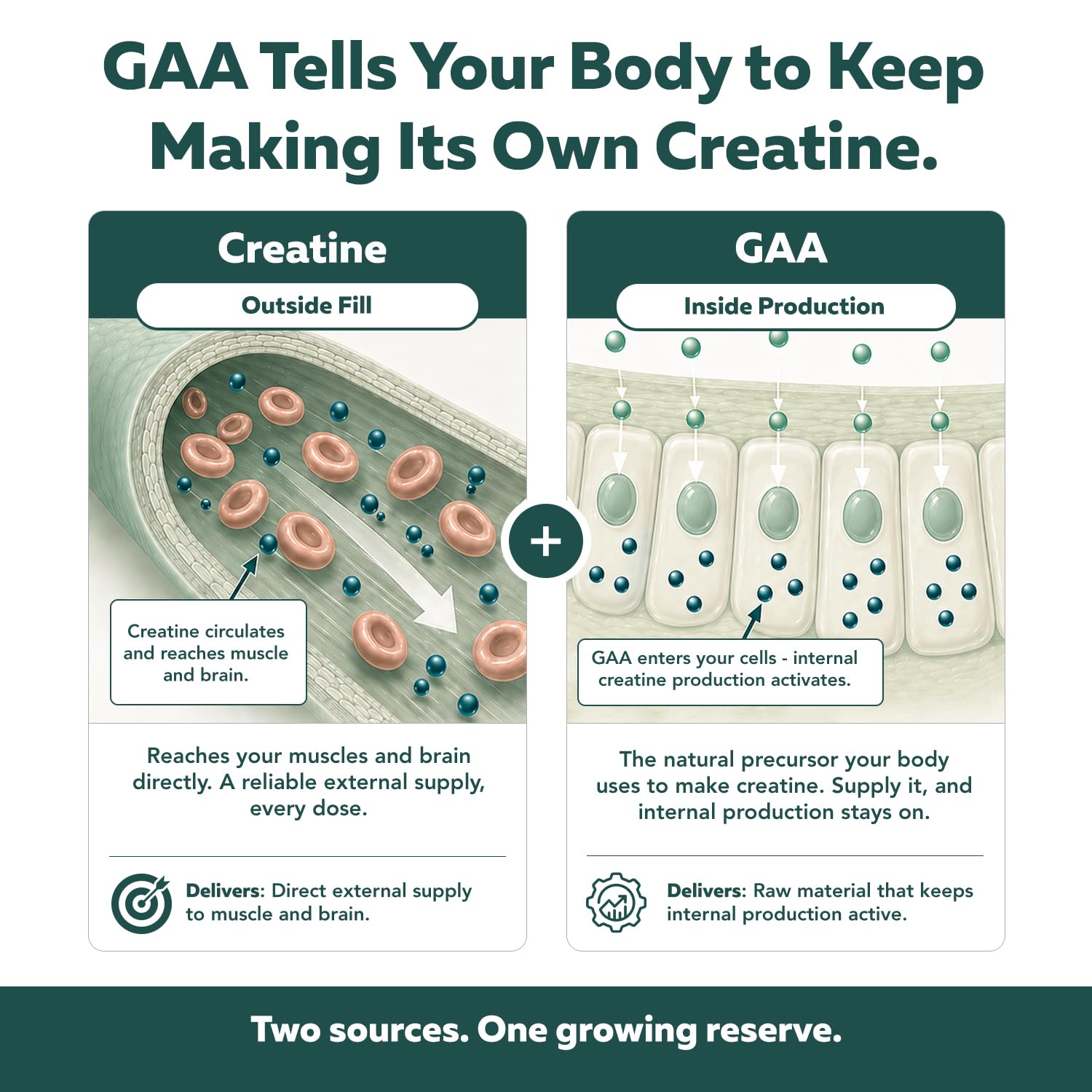 Creatine Reserve™ - Creatine Monohydrate Powder + GAA, Black Cherry Flavor — Amazon image 4